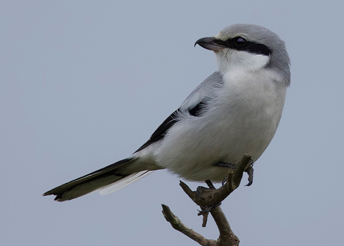 Great Grey Shrike