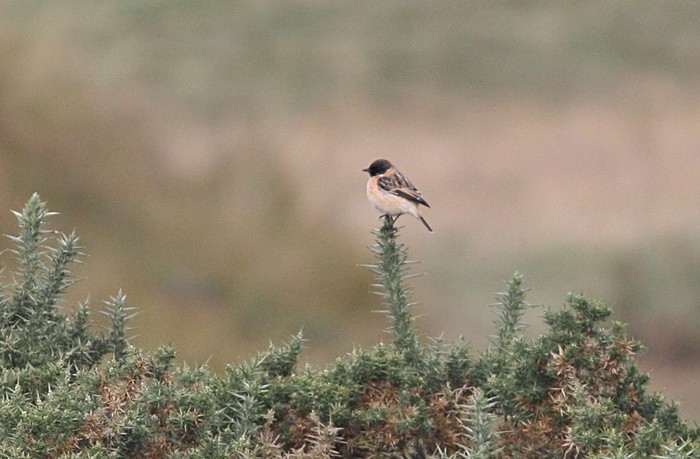 Siberian Stonechat