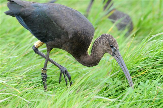 Glossy Ibis