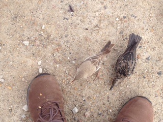 Rose-coloured Starling