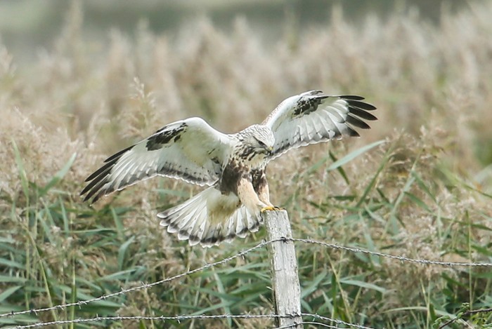 Rough-legged Buzzard