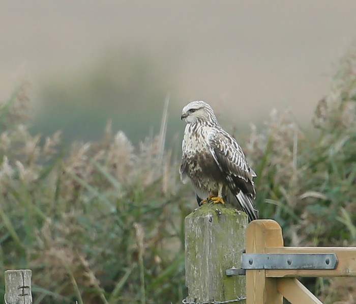 Rough-legged Buzzard