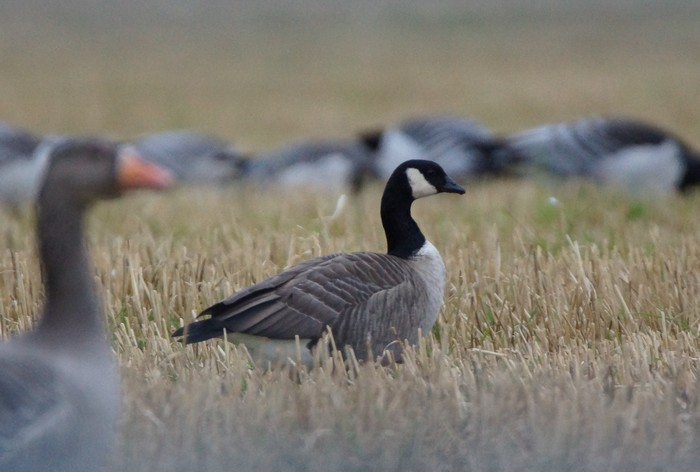 Richardson's Cackling Goose