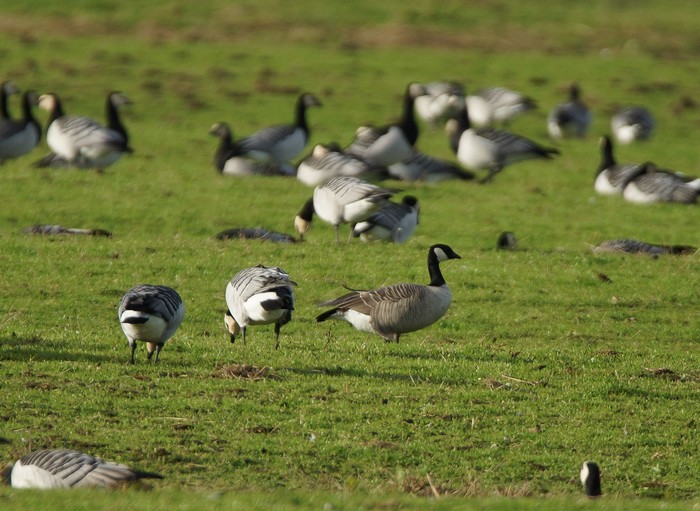 Richardson's Cackling Goose
