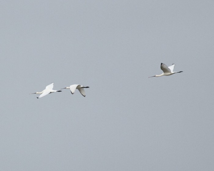 Spoonbill