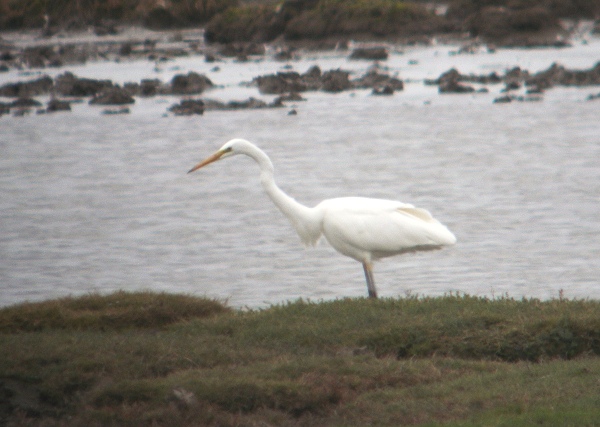 Great White Egret