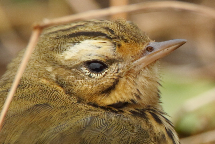 Olive-backed Pipit