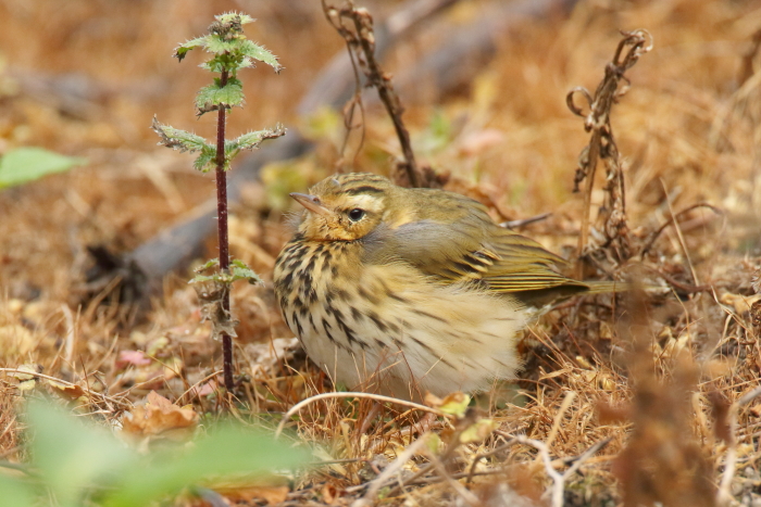 Olive-backed Pipit