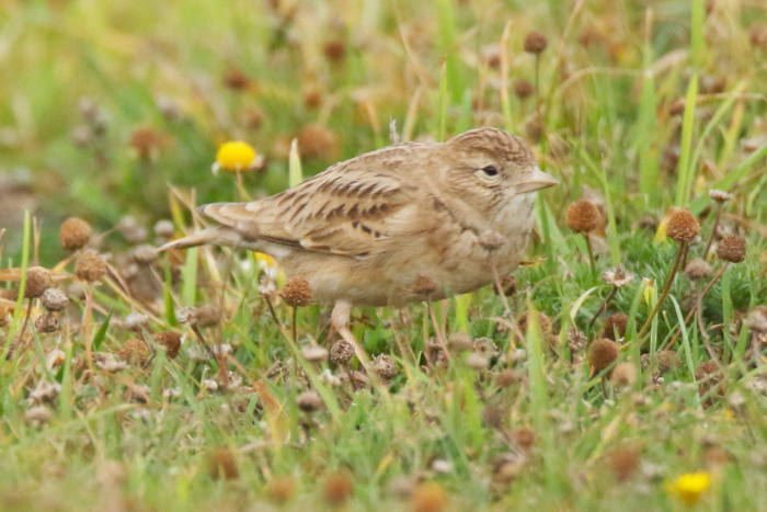 Short-toed Lark