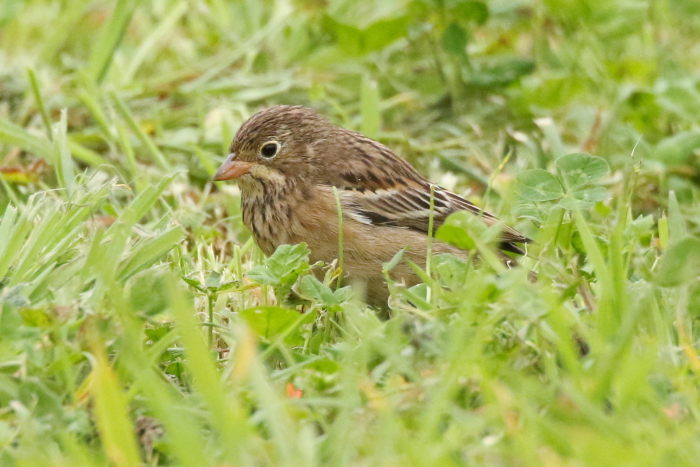 Ortolan Bunting