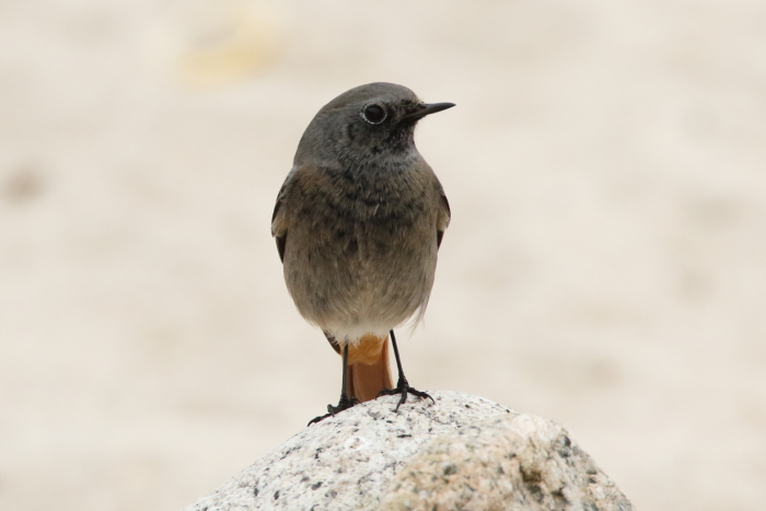 Black Redstart