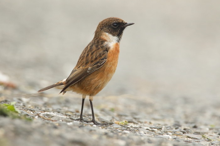 Stonechat