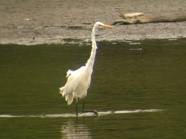 Great White Egret