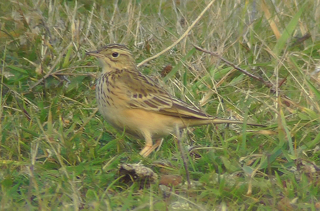 Blyth's Pipit