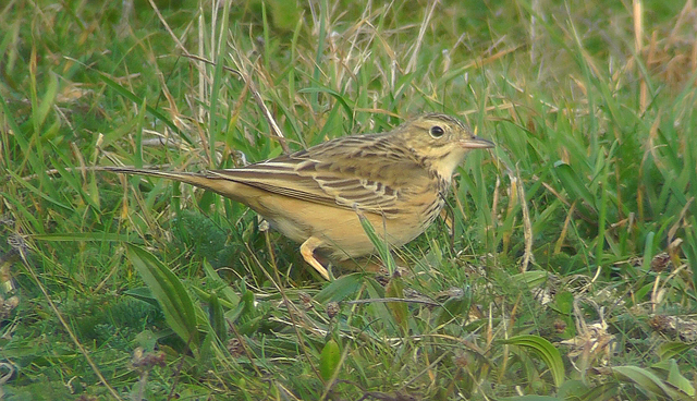 Blyth's Pipit