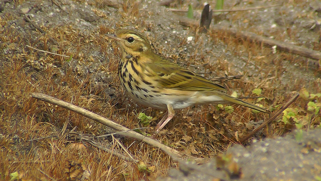 Olive-backed Pipit