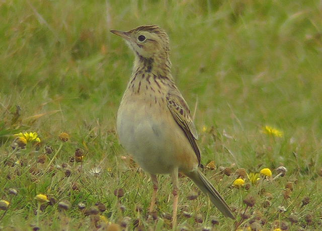 Richard's Pipit