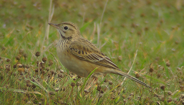 Richard's Pipit