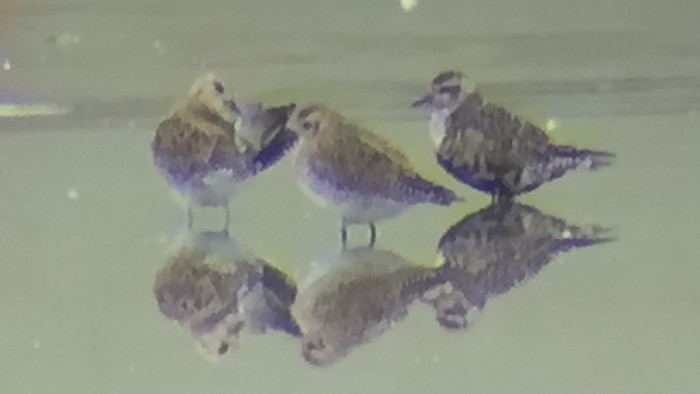 American Golden Plover