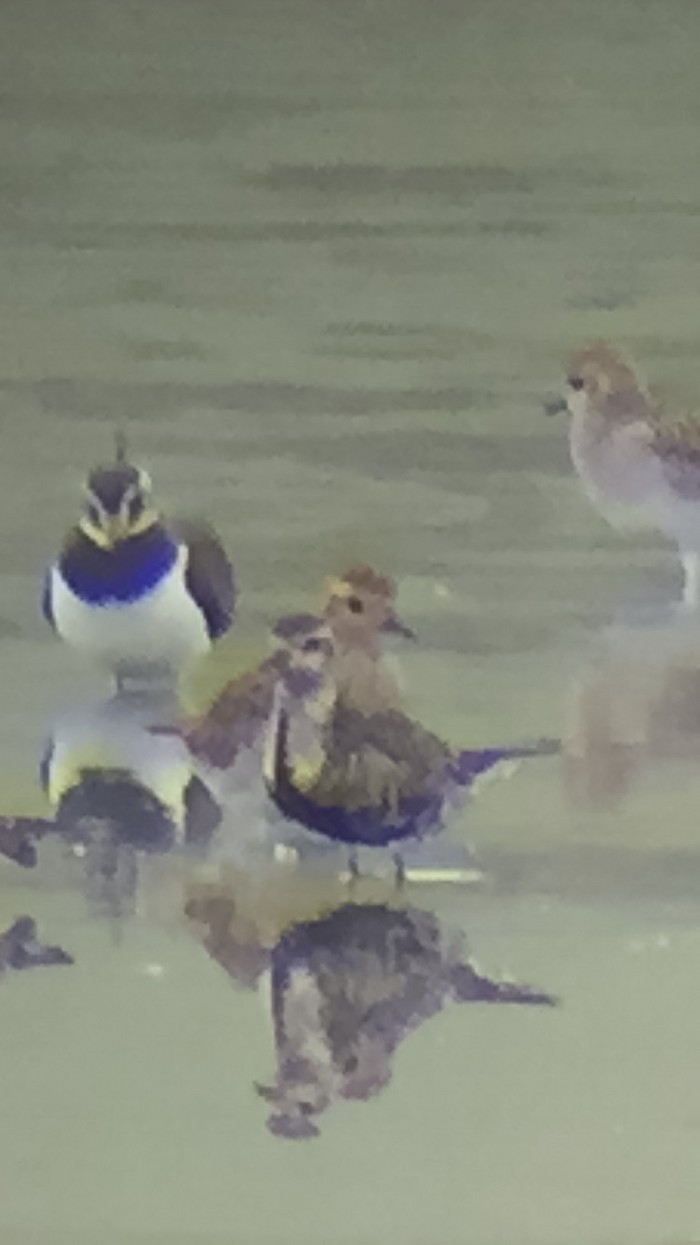 American Golden Plover