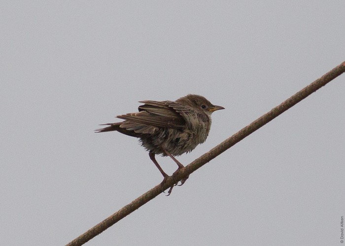 Rose-coloured Starling