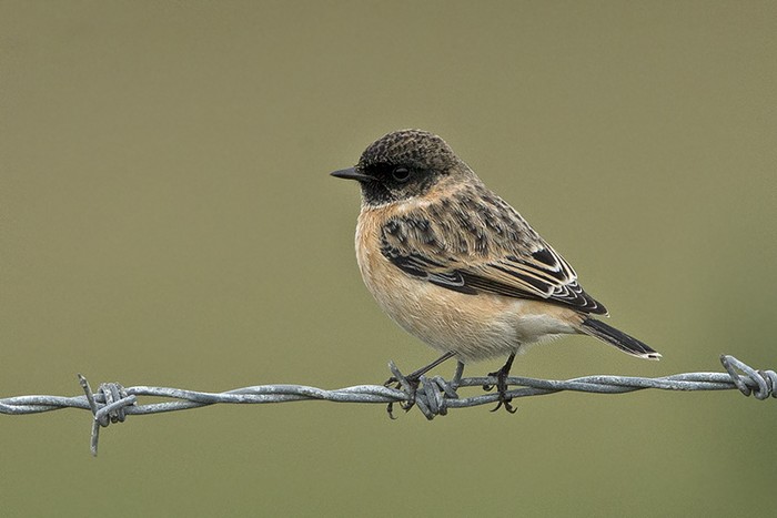 Siberian Stonechat