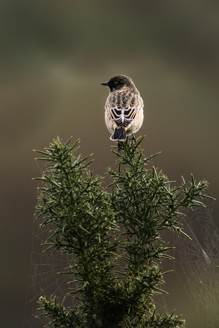 Siberian Stonechat