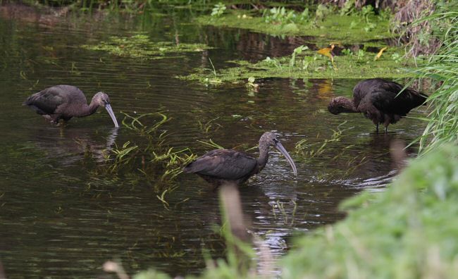 Glossy Ibis