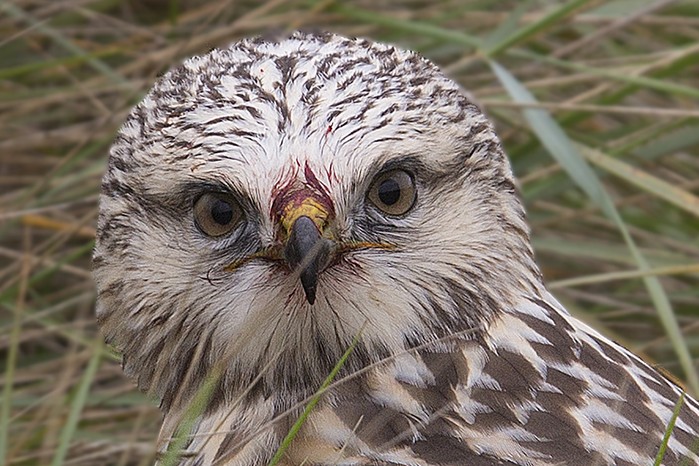 Rough-legged Buzzard