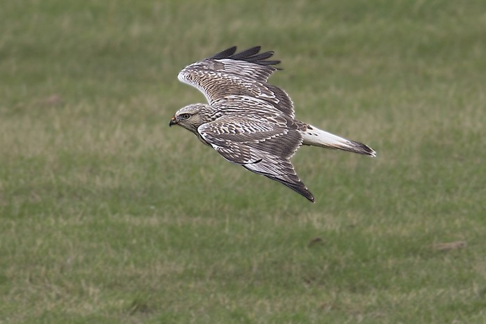 Rough-legged Buzzard