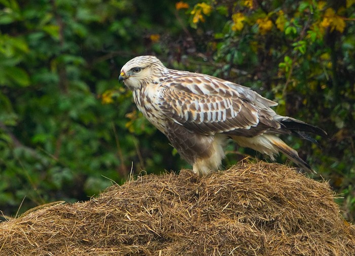 Rough-legged Buzzard