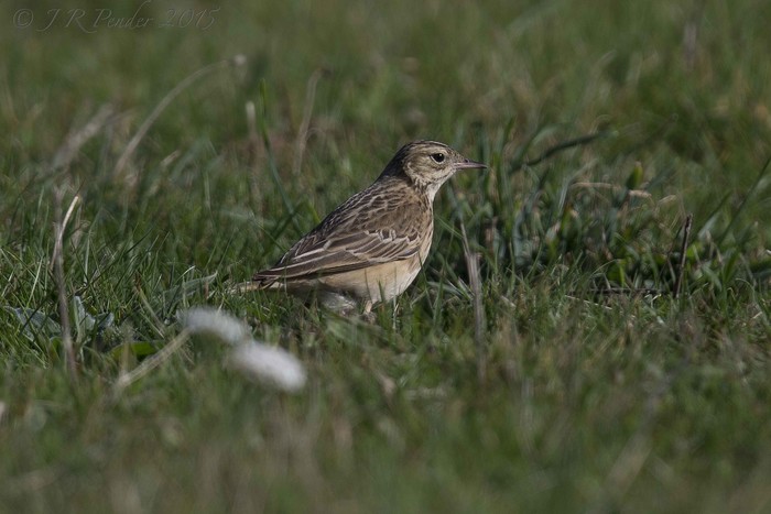 Blyth's Pipit