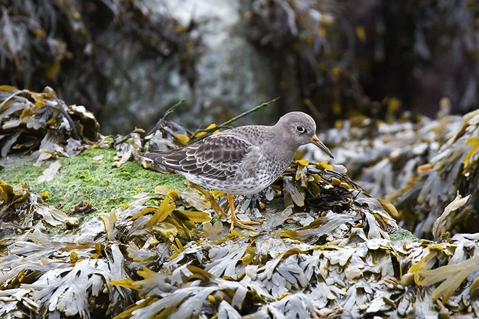 Purple Sandpiper