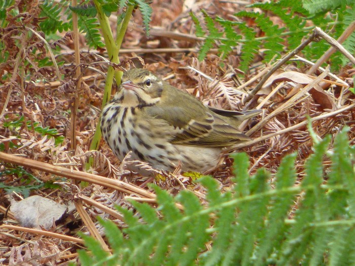 Olive-backed Pipit