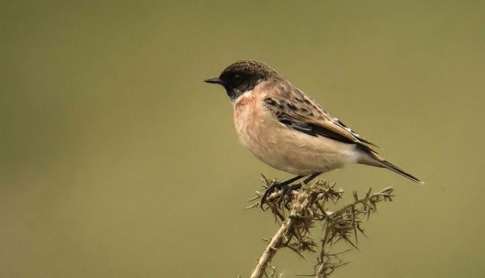 Siberian Stonechat