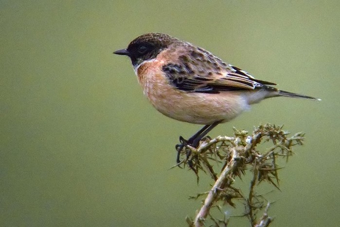 Siberian Stonechat