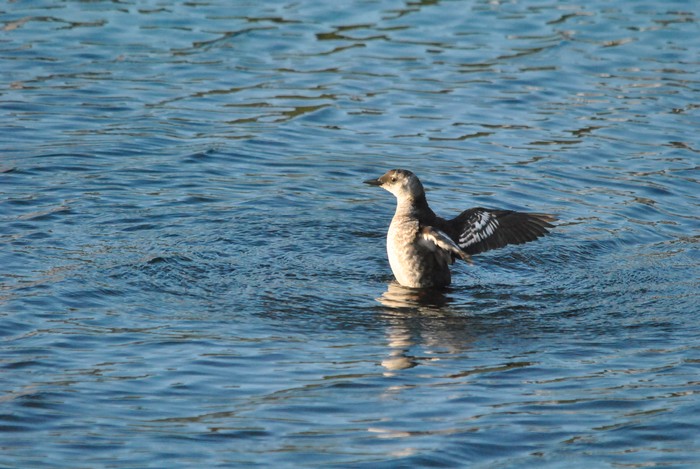 Black Guillemot