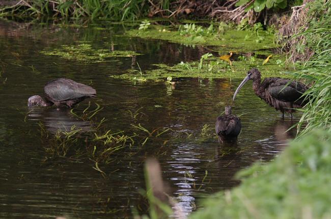 Glossy Ibis