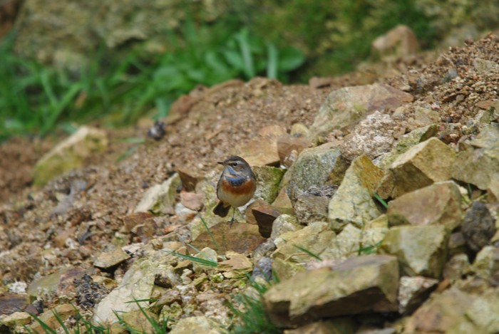 Bluethroat
