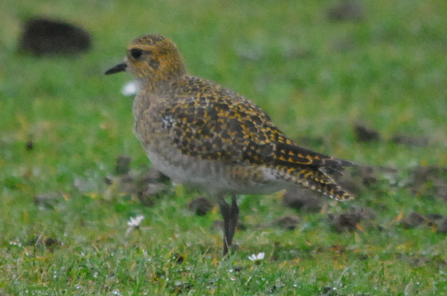 Golden Plover