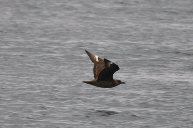 Great Skua