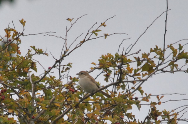 Isabelline Shrike