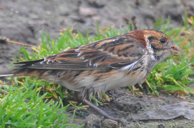 Lapland Bunting