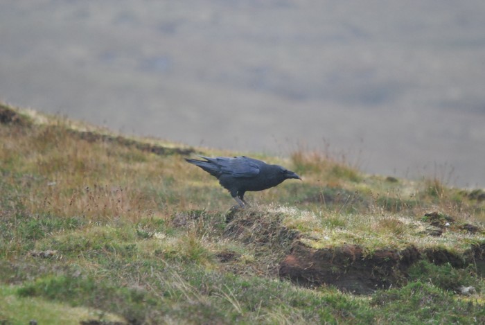 Raven