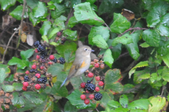 Red-flanked Bluetail