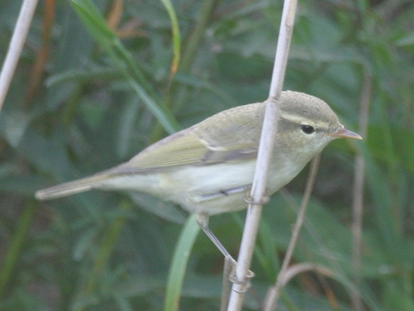 Greenish Warbler