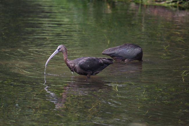 Glossy Ibis