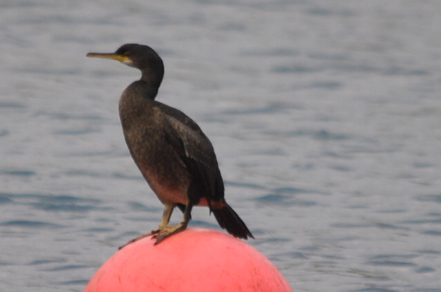 Shag