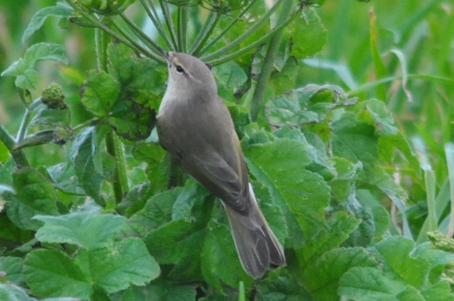 Siberian Chiffchaff