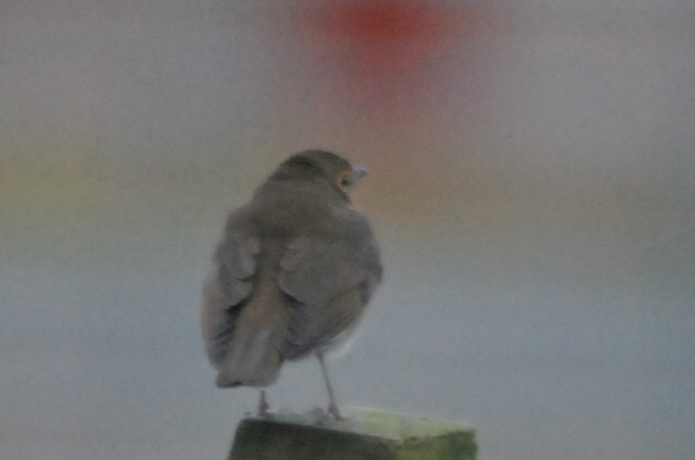 Swainson's Thrush